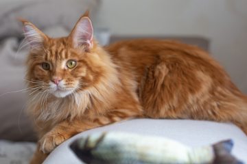 What’s the Best Breed for Cats?