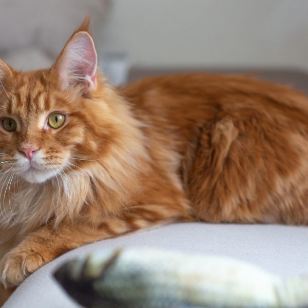 What’s the Best Breed for Cats?