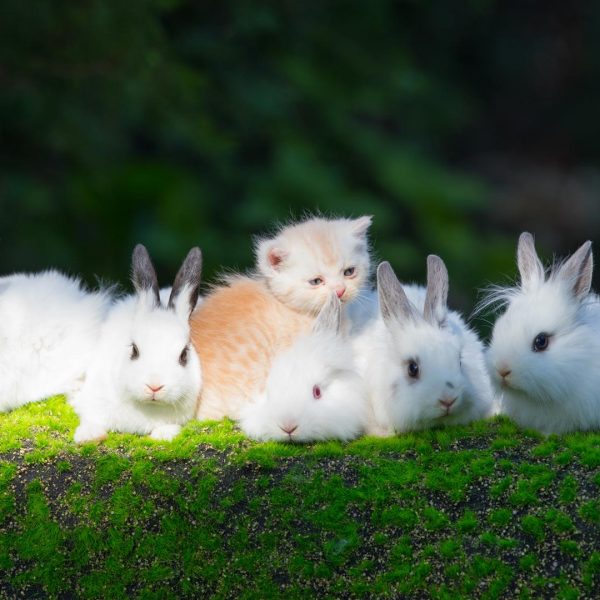 What pet is best for indoors?